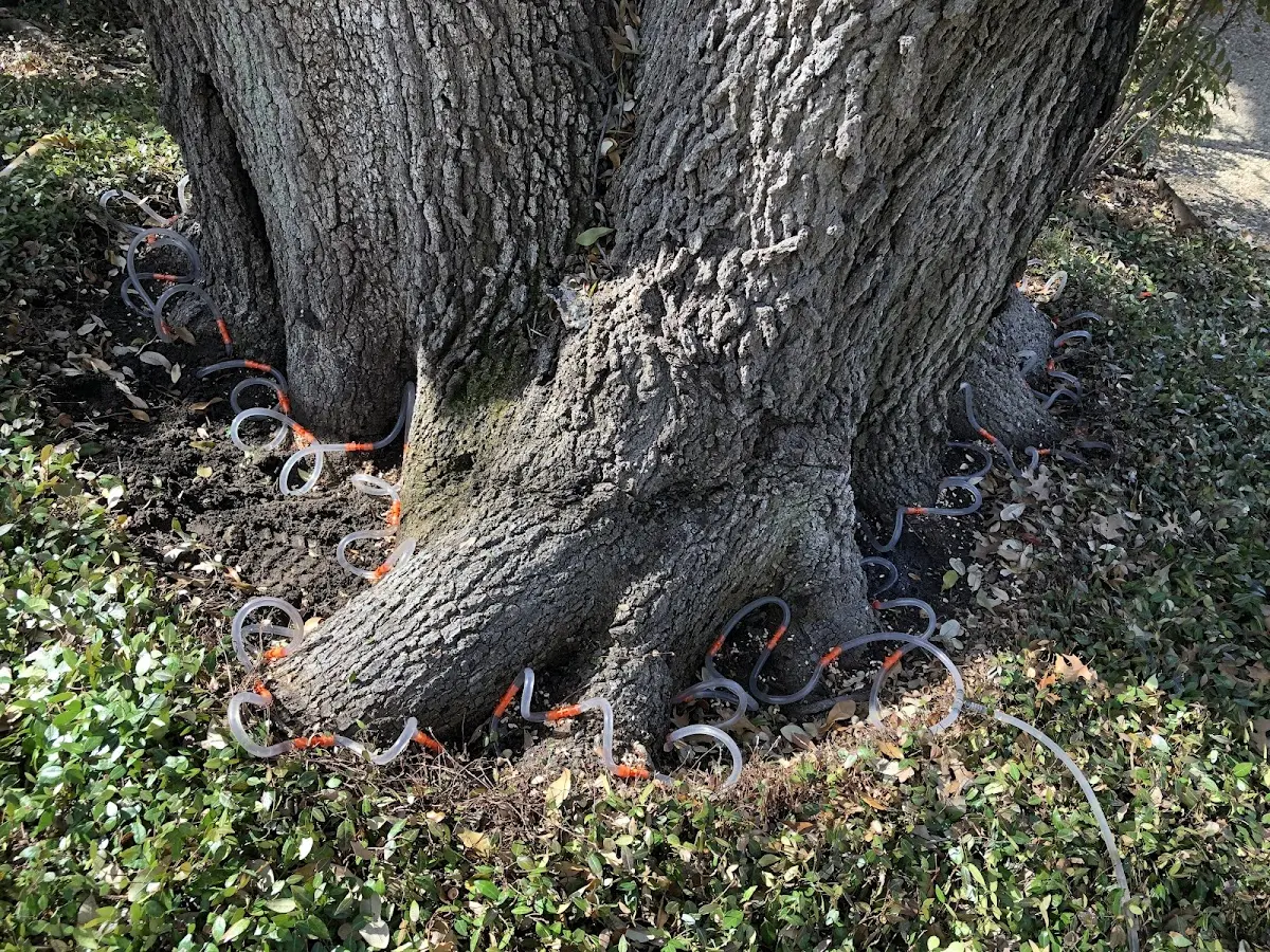 Detailed Tree Cabling and Bracing job site in Jemez Springs