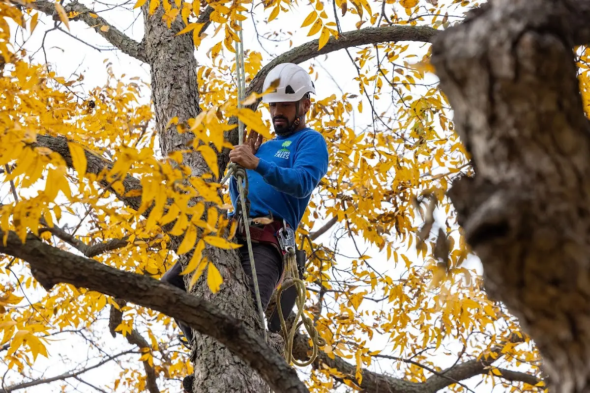 Skilled Tree Trimming crew working in Jemez Springs