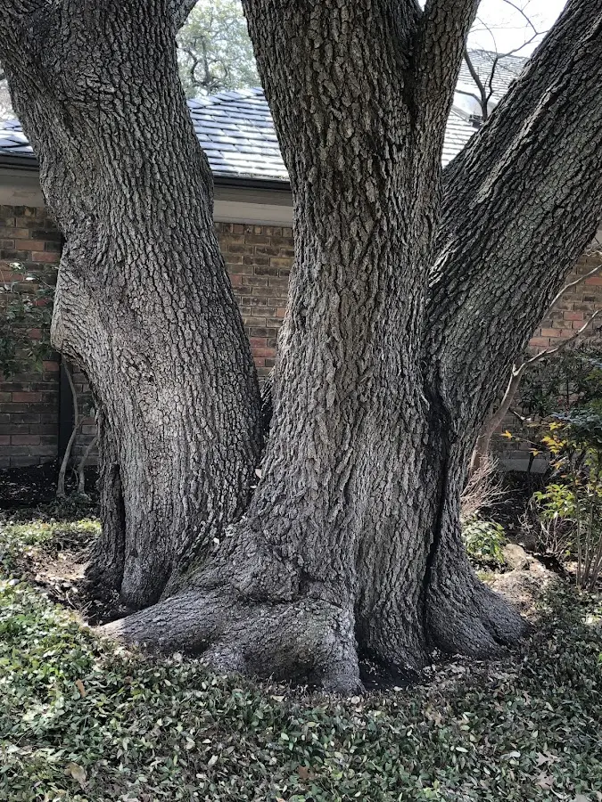 Mature heritage tree close to a Jemez Springs property cared for by certified arborists